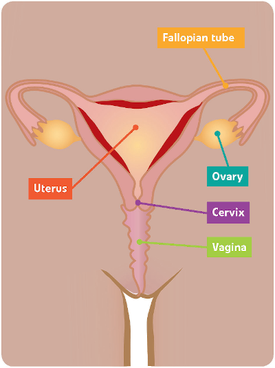 Female reproductive system