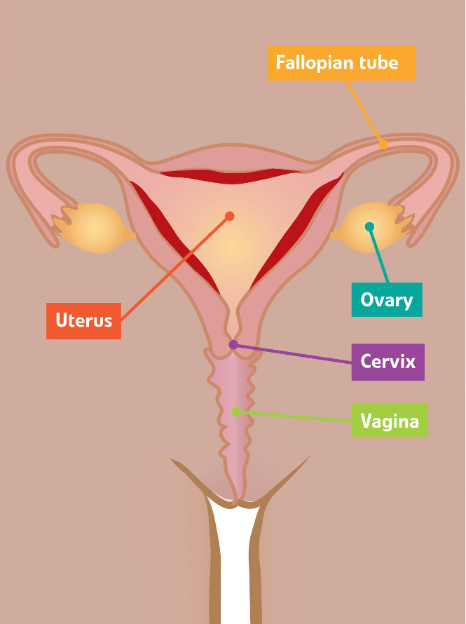 Female reproductive system
